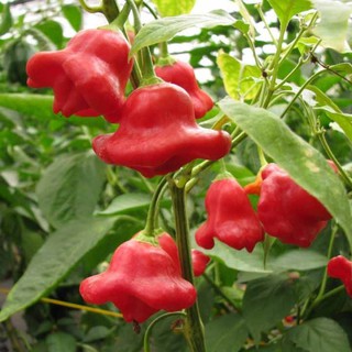 Hạt giống Ớt hoa hồng 0.1gr