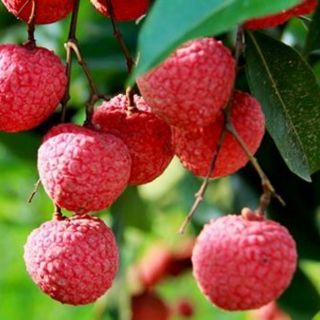 Cây vải ghép giống