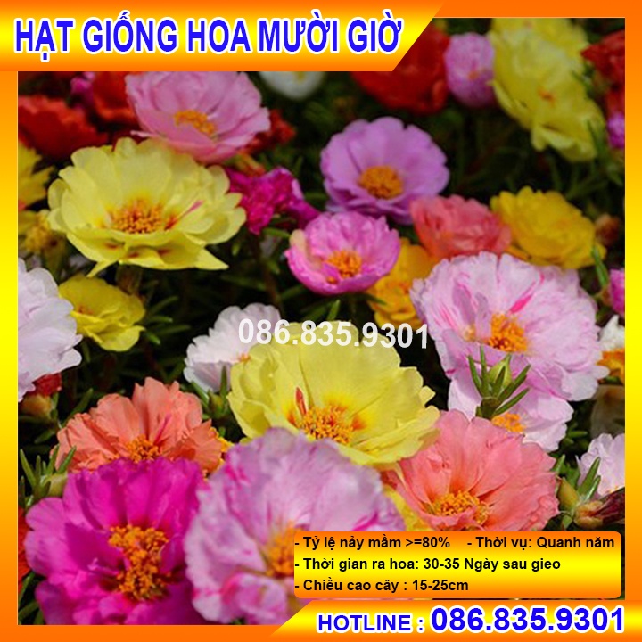 HẠT GIỐNG HOA MƯỜI GIỜ CHẤT LƯỢNG CAO, DỄ TRỒNG NẢY MẦM NHANH