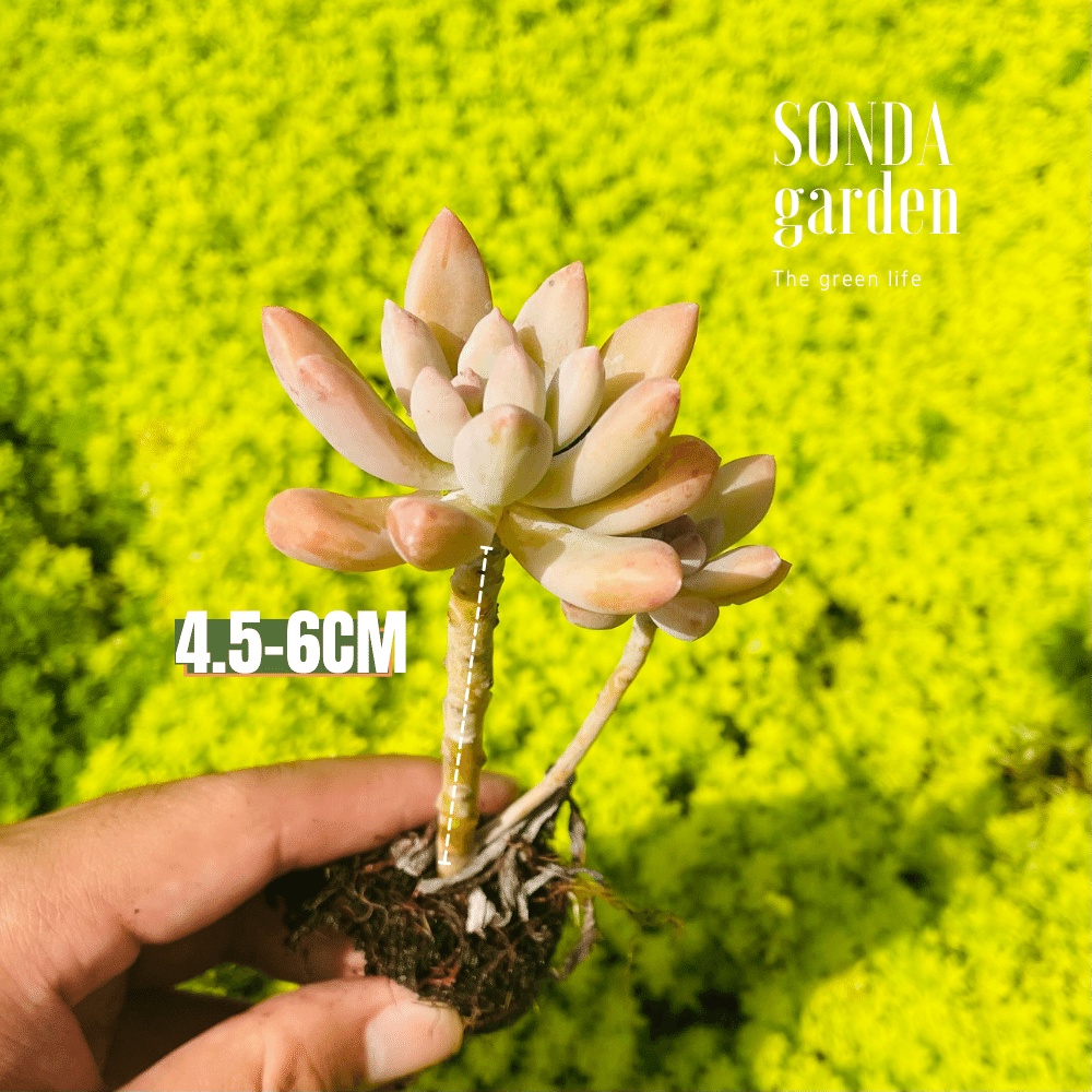 Sen đá pha lê cổ thụ SONDA GARDEN size mini 2.5-4cm, cây cảnh trang trí nhà cửa, lỗi 1 đổi 1