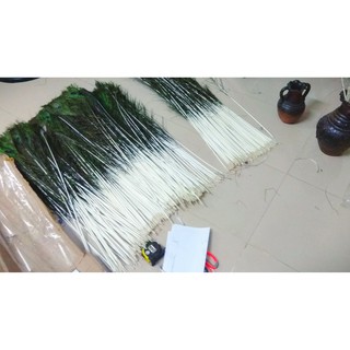 Lông công phong thủy - Lông công trang trí