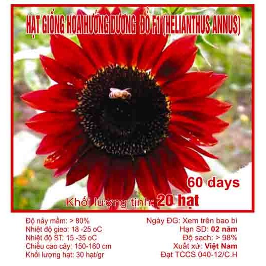 Hạt giống hoa hương dương đỏ