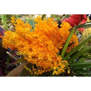 Hỏa hoàng cam 10 cây 100k