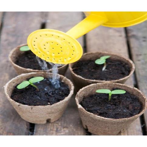 Hạt Giống Hoa Hướng Dương Vàng Lùn