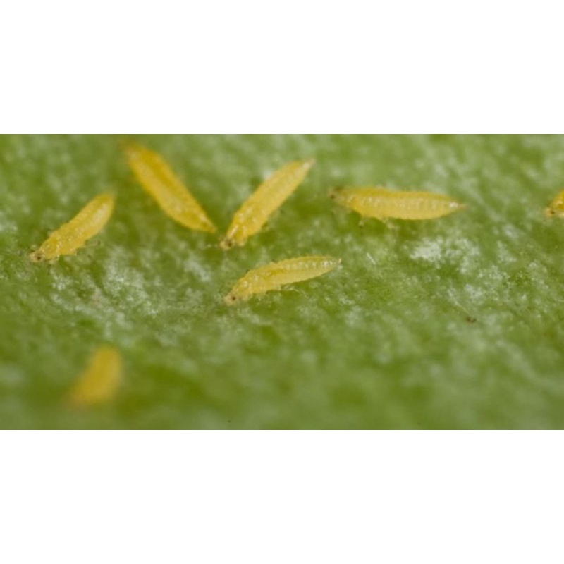 Thuốc Trị Rầy Nâu, Rệp Sáp Marshal 200SC TRÊN CÂY TRỒNG