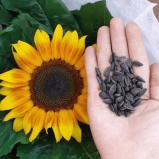 Hạt giống hoa hướng dương lùn gói 20 hạt