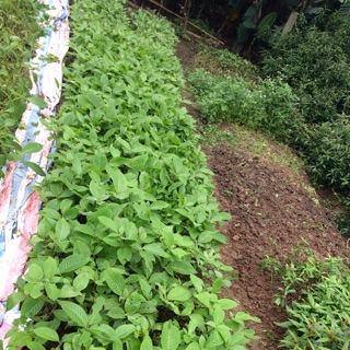 Combo 30 cây Chè Khổng Lồ