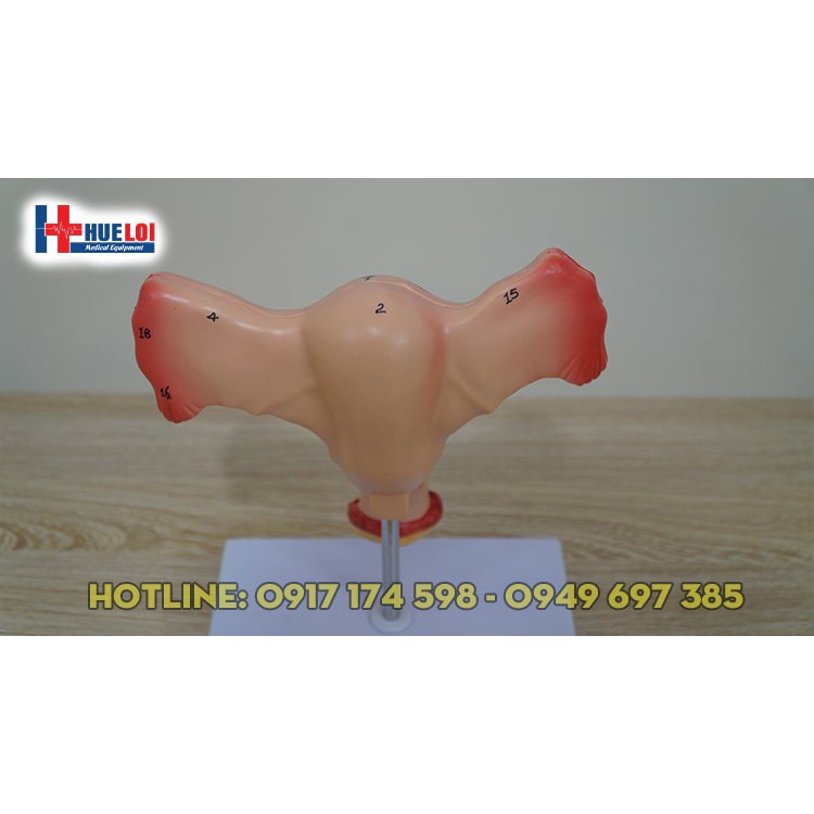 Mô hình giải phẫu cơ quan sinh dục nữ