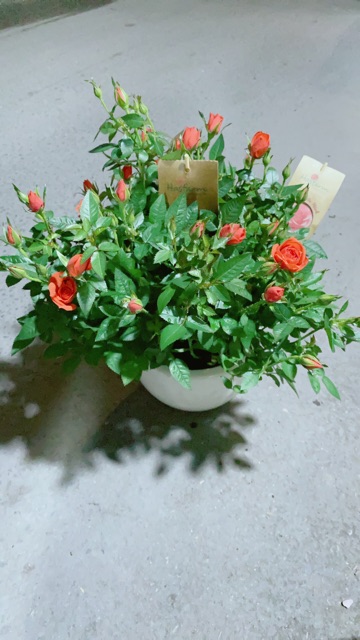 Chậu Hoa Hồng Màu Cam