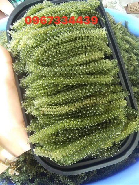 Quá rẻ RONG NHO TƯƠI 90k