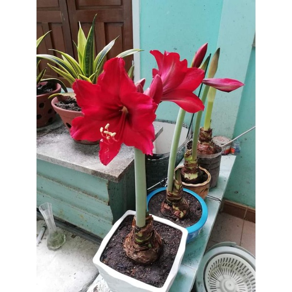 Củ hoa huệ tây gửi củ như hình 3