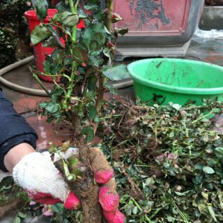 Hồng gốc đại lại về sll nhé. Cây to khỏe đảm bảo sống 💯 .mua 10 được tặng kích rễ nhé. Sỉ lẻ toàn quốc với giá đẹp nhất