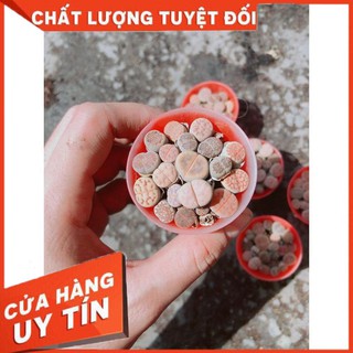 Cây Lipthop Nhiều Người Mua