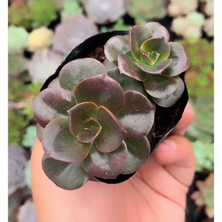 sen đá size nhỏ ngẫu nhiên