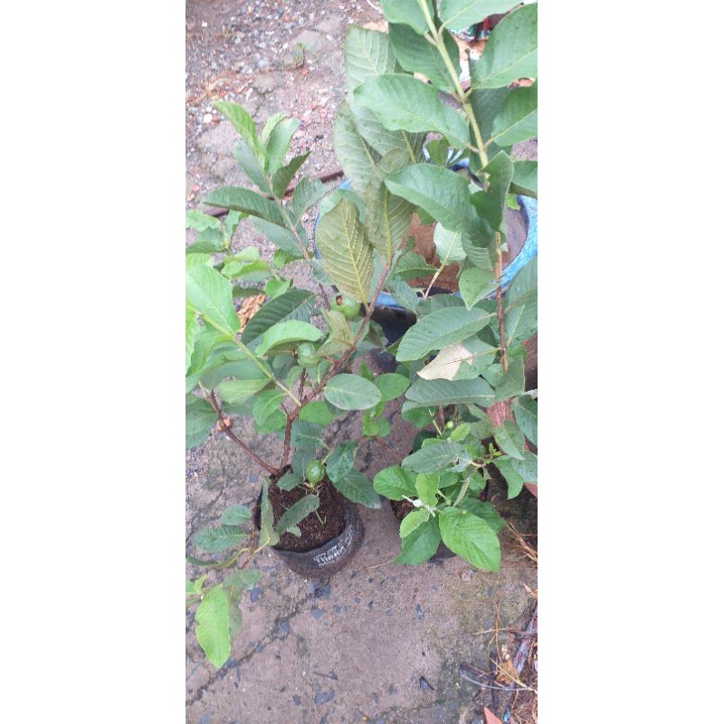 Cây ổi Nữ Hoàng TháiLan đang bông trái.