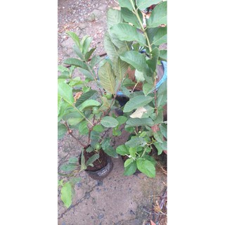 Cây ổi Nữ Hoàng TháiLand cao từ 80-100cm