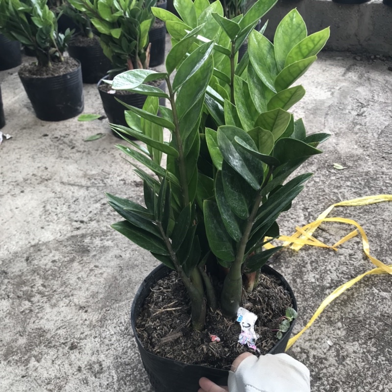 Cây kim tiền tài lộc cao 30-40cm lá dày bụi to dễ chăm sóc