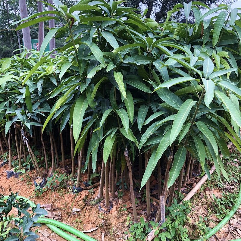 Giống xoài Đài Loan