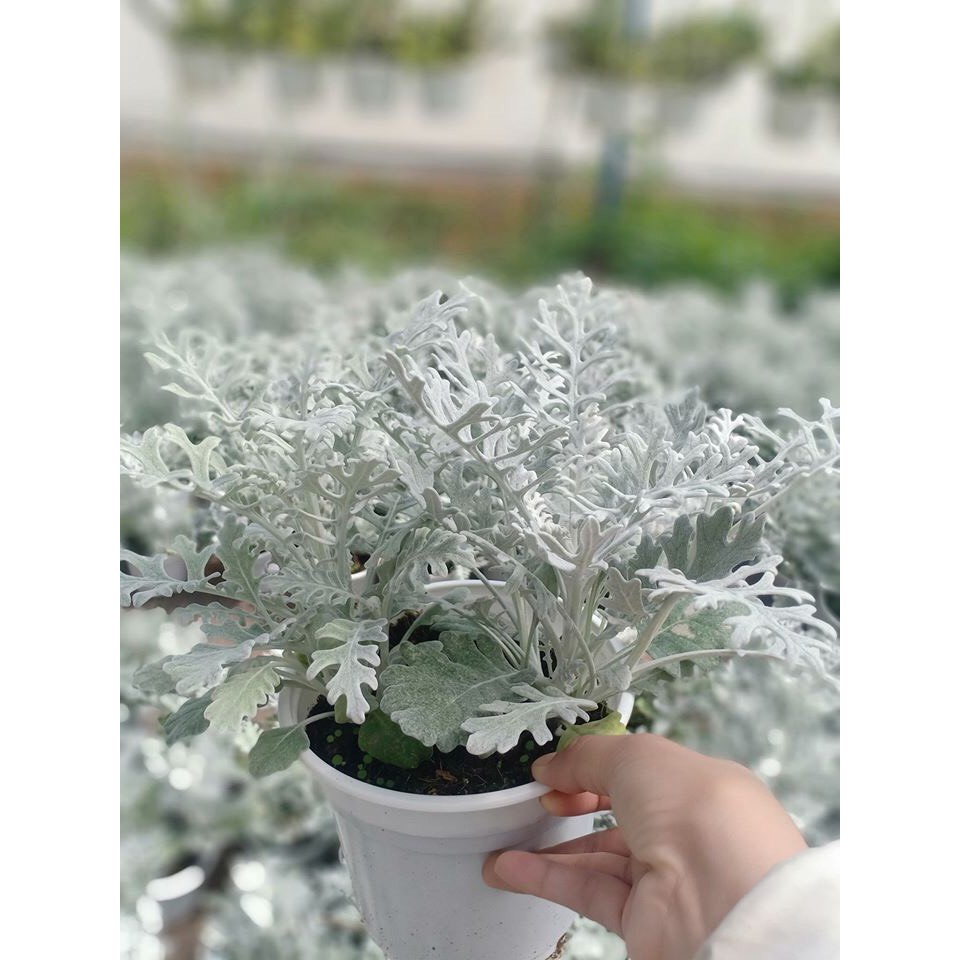 Shop 1K - 50h Hạt Giống Cúc Lá Bạc Cây Ren Bạc BONSAI tặng thuốc kích mầm rễ