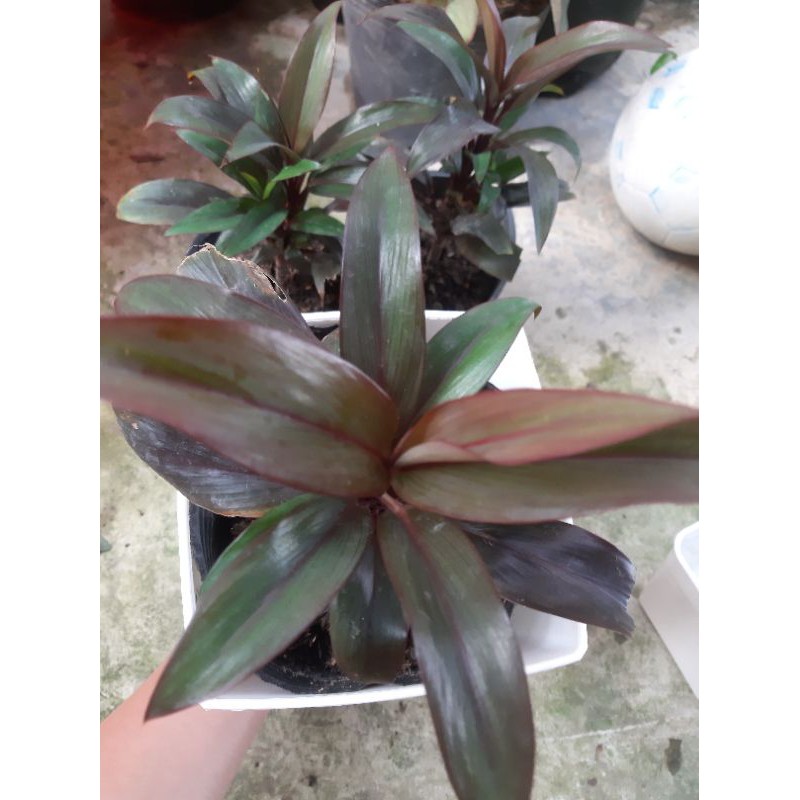 cây huyết dụ cao hơn 20cm