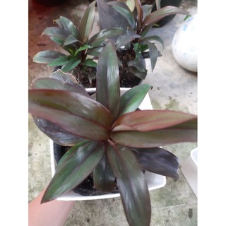 cây huyết dụ cao hơn 20cm