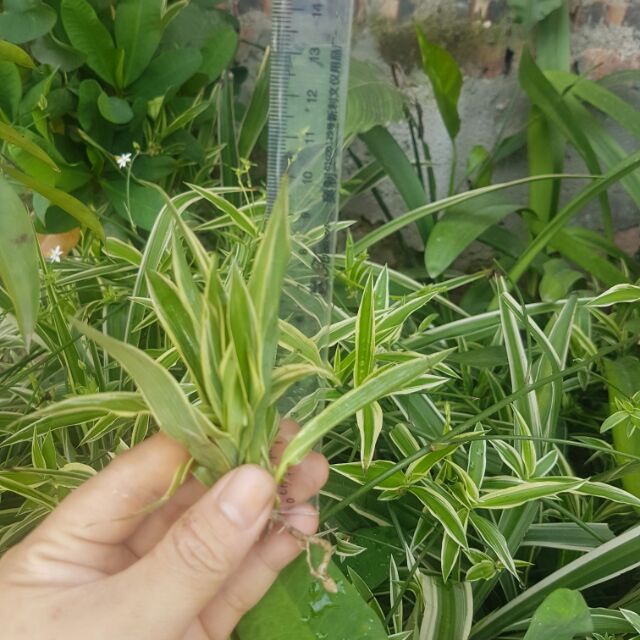Cây giống dây nhện hay cỏ lan chi