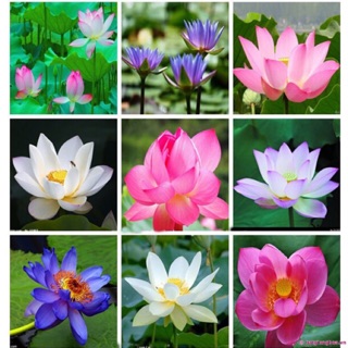 5 Hạt giống Sen Nhật mini