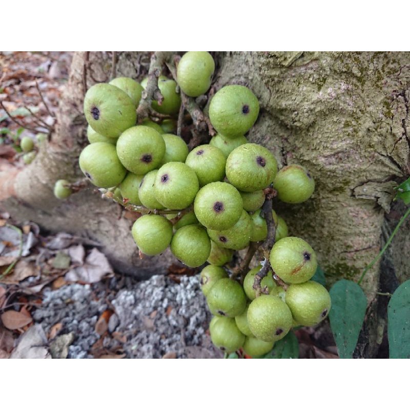 Trái sung tươi  - ship hàng sáng thứ 2