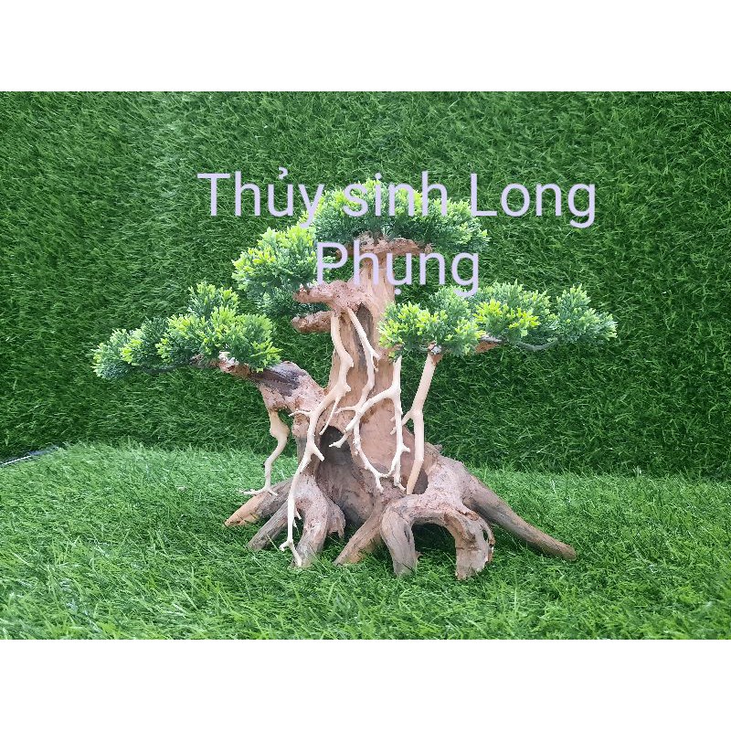 Lũa Bonsai 3 nhánh trang trí hồ cá
