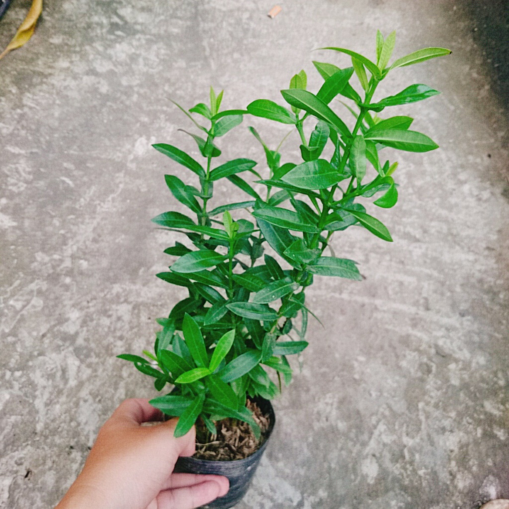 Mẫu đơn ngũ sắc - cây cảnh để bàn - caykiengsadec