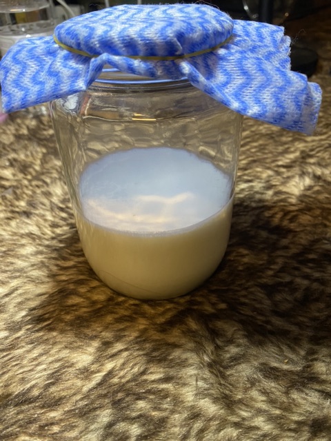 Hủ thuỷ tinh 1L nuôi nấm nước nấm sữa Milk water kefir kombucha cực tốt giúp dễ dàng quan sát quá trình lên men