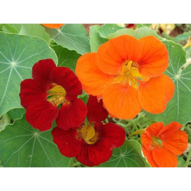 HẠT HOA SEN CẠN NHIỀU MÀU DÂY LEO - GÓI 1 GRAM