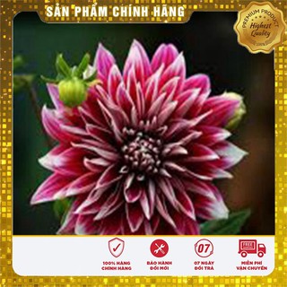 Hạt Giống Hoa Thược Dược Mix