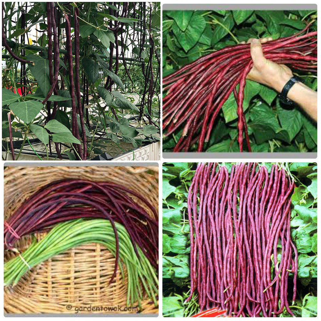 Hạt giống đậu đũa siêu dài - rau củ quả trồng chậu, sân vườn ban công ngon ngọt nảy mầm cao 10gr RADO 657