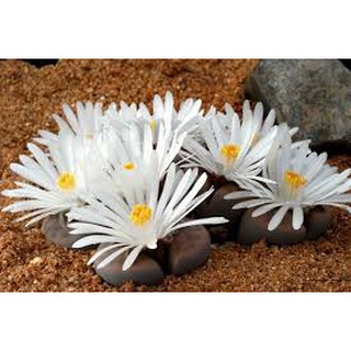 Hạt giống cây thạch lan f1