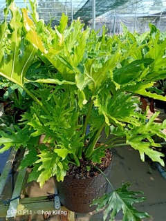 Cây trầu bà thanh Xuân (trầu bà lá xẻ)