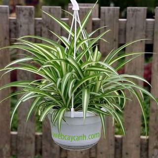 Cỏ Lan Chi - Cây cảnh mini - caykiengsadec