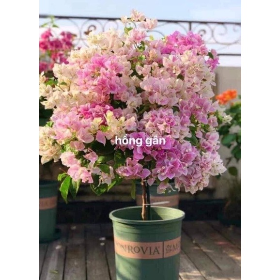 Hoa Giấy Hồng Gân