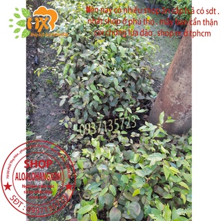 combo 5 cây sao đen -cây giống