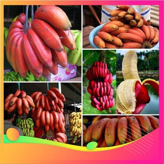 Hạt Giống Chuối Đỏ - 10 Hạt VIETGAR