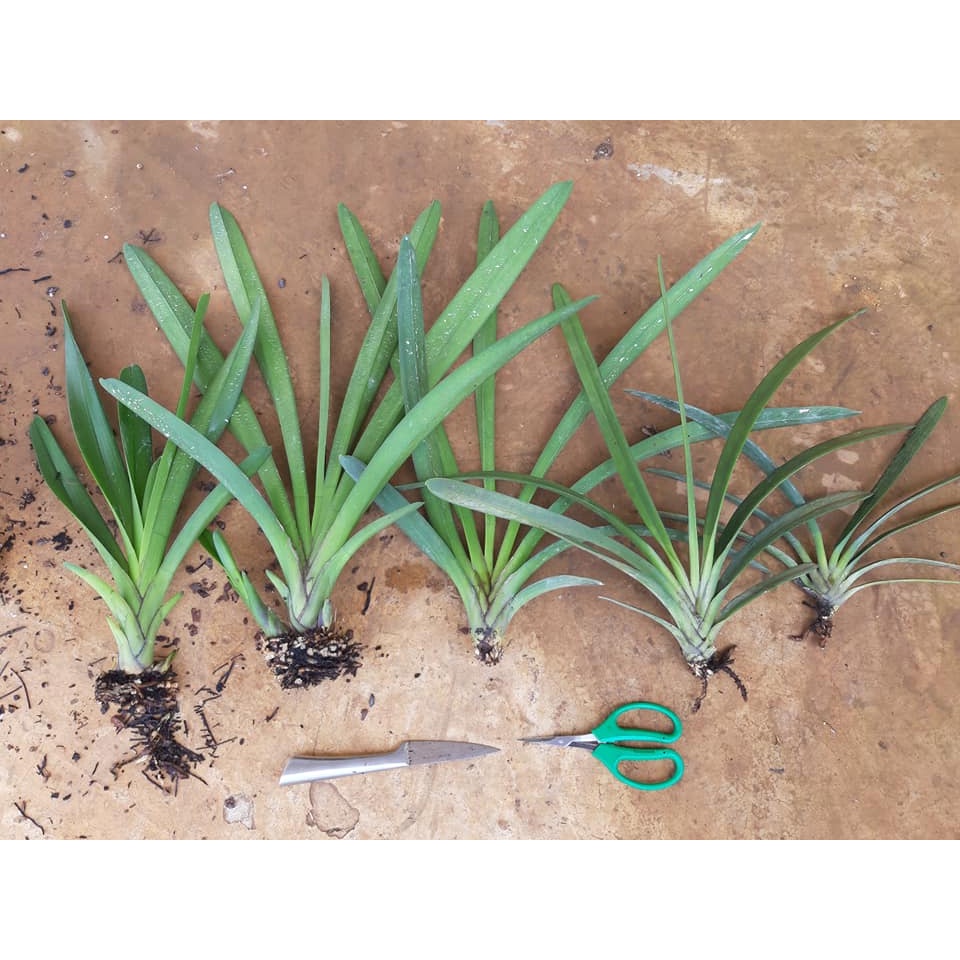 Tép kiếm rừng tiên vũ bản lá to 6 cm rất đẹp rẻ