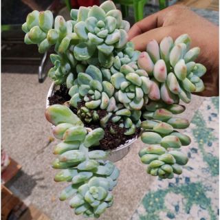 Sỏi thiên thanh cổ thụ