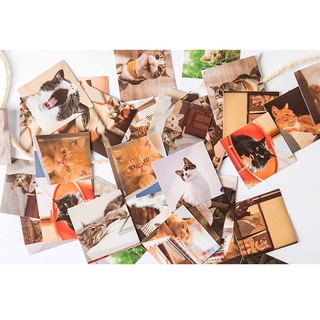 Hộp 45 stickers hình mèo