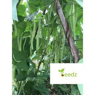 20 gram đậu cove leo siêu quả VINMARK HẠT GIỐNG