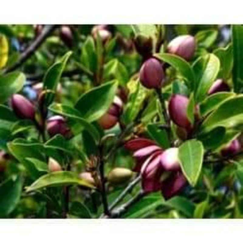 Cây hoa lan tiêu 70 đến 80cm