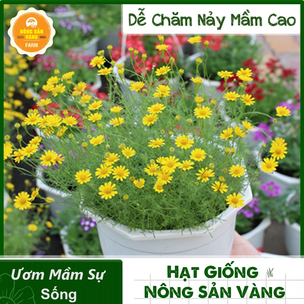 [HCM] Hạt giống Hoa Dễ Trồng, Nhiều Màu, Tỷ Lệ Nảy Mầm Cao, Trồng Được Quanh Năm - Nông Sản Vàng