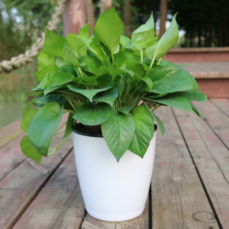 Chậu trồng cây thông minh tự hút nước, Chậu Nhựa Thuỷ Sinh, Trồng Hoa, Trồng Rau - Homewares