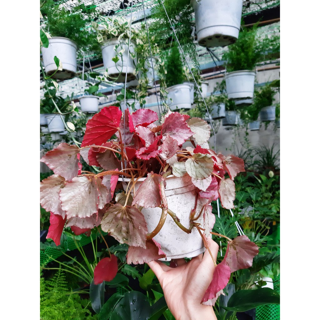 Cây begonia