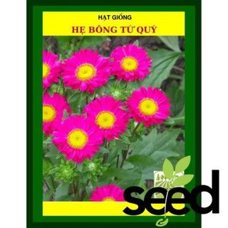5G - Hạt Giống Hoa Cúc Đà Lạt Nhiều Màu