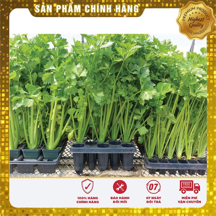 Hạt giống cần tây Mỹ LUCKY SEED